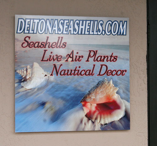 sea shell